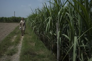 De premières estimations laissent entrevoir une baisse de la production en Thaïlande et en Inde, respectivement deuxième et troisième exportateurs mondiaux, en raison d'El Niño, selon la FAO (archives). KEYSTONE/AP/Altaf Qadri